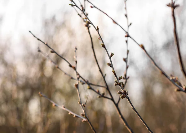 Äste Eines Baumes Winter — Stockfoto