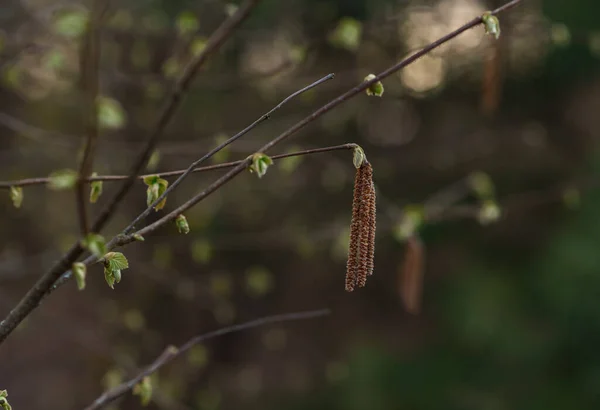 Dragonfly Sitting Branch — Stock Photo, Image