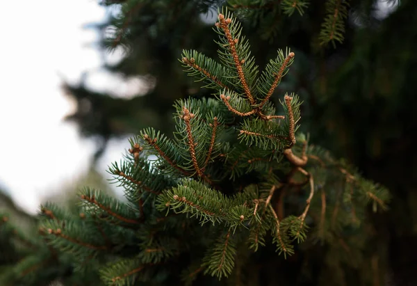 Grenar Ett Pälsträd — Stockfoto