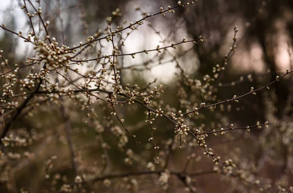 Nombreuses Fleurs Branches Couvertes — Photo