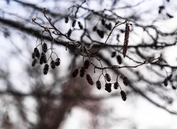 Branches Arbre — Photo