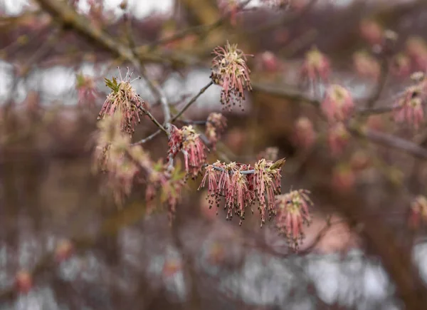 Cerezo Floreciente Primavera —  Fotos de Stock