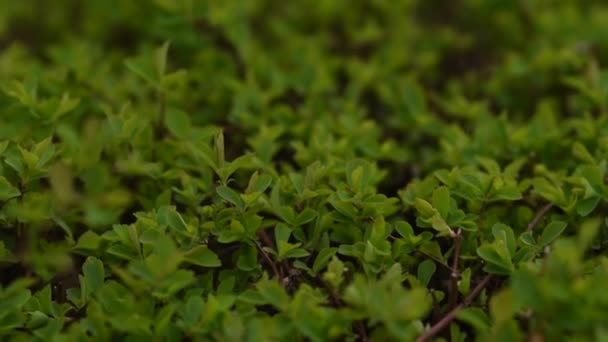 mousse verte sur le sol