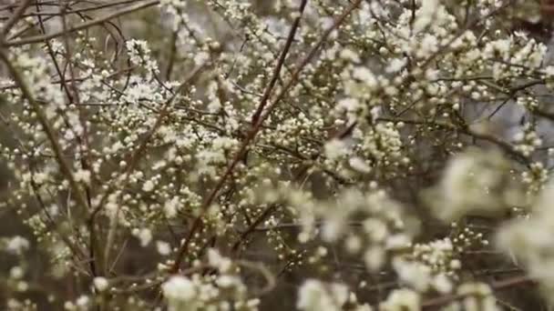 Ветви Дерева Весной — стоковое видео