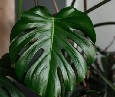  Yeşil bir yaprağa yaklaş