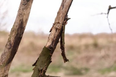 Ormandaki ölü ağaç.