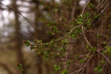 Ormanda yeşil yapraklar
