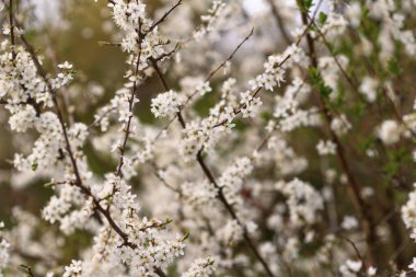 Baharda beyaz kiraz çiçeği