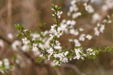 Baharda beyaz kiraz çiçeği