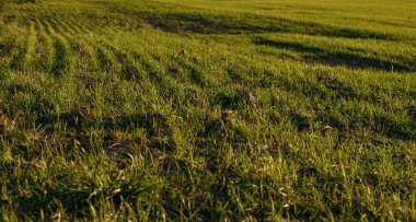 yeşil çimenler güneşte parıldıyor