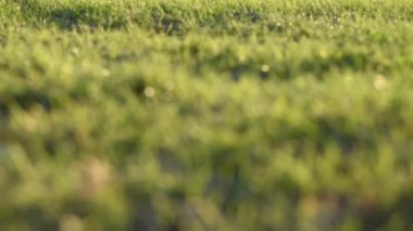 Tayland 'daki pirinç tarlası