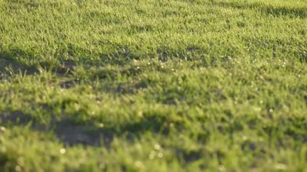 普罗旺斯的绿色薰衣草地 — 图库视频影像