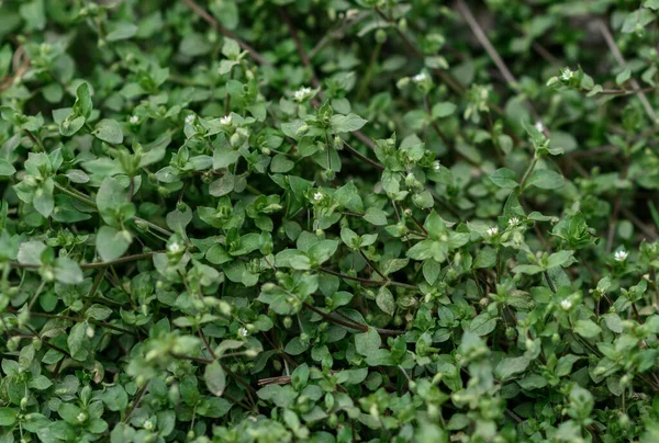 Konsistens Bakgrund Med Gröna Växter — Stockfoto