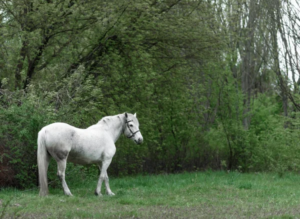 草原上的白马 — 图库照片