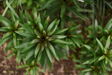 Çam iğnelerini kapatın.