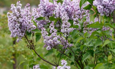 Bahçedeki leylak çiçekleri