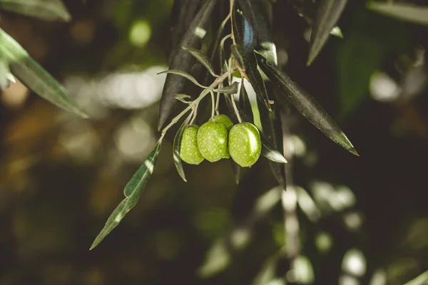 Aceitunas verdes maduras en el árbol. —  Fotos de Stock