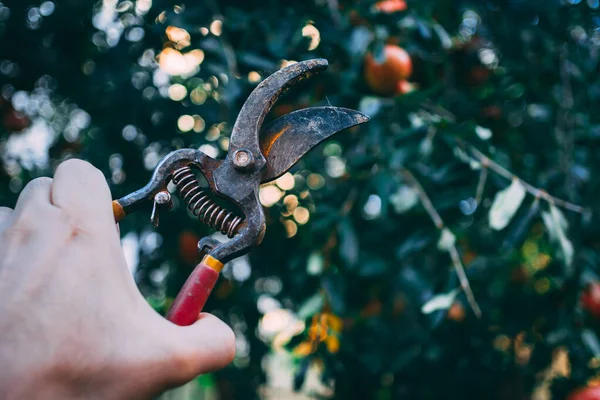 Hand holding pruning shears with tree in the background. Stock Image