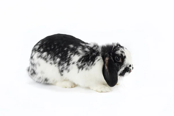 White Black Easter Bunny Isolated White — Stock Photo, Image