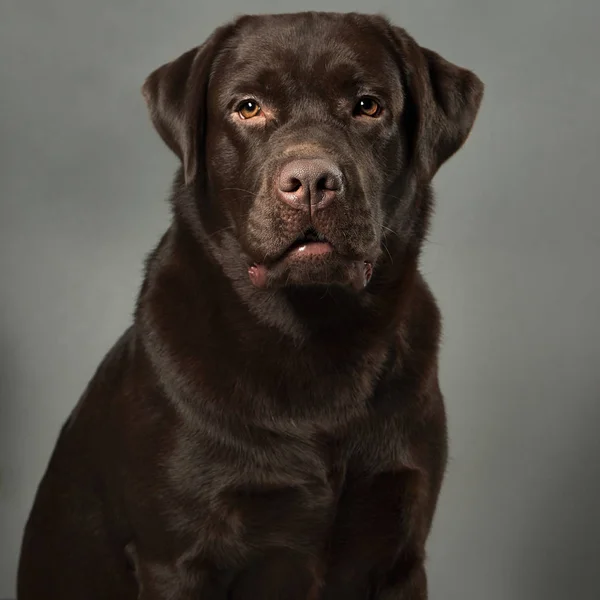 Retrato Estudio Labrador Retriever Chocolate Imagen De Stock