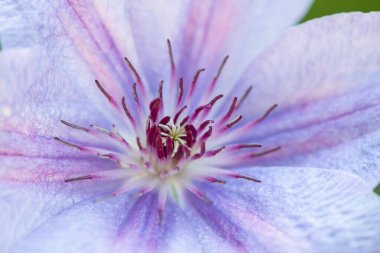 Bahçede mor klematis. Makro fotoğrafçılık. Arkaplan, doku