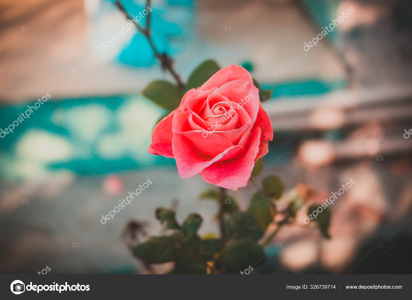 Rosa Vermelha Jardim Fundo Natural fotos, imagens de © farazkhan12  #326739714