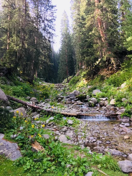 Orman ve dağ nehrinin güzel manzarası, doğa arka planı