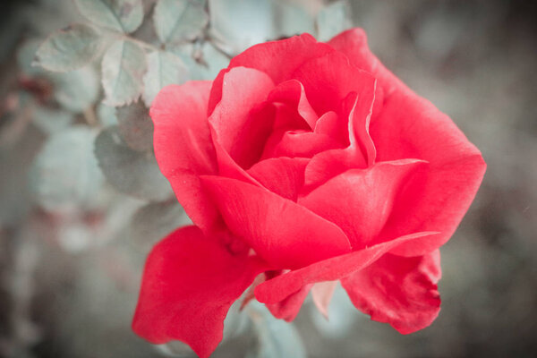Red rose in the garden, natural background