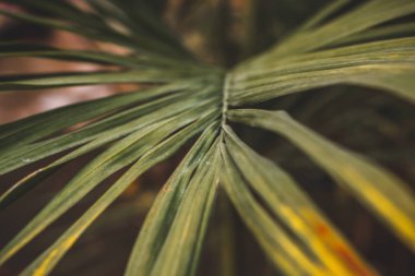 İnce yapraklı güzel makro. 