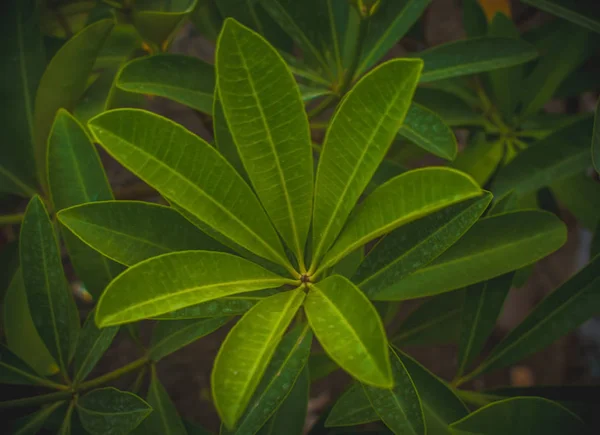 Dekoratif bitkilere yakın çekim, güneşli bir gün