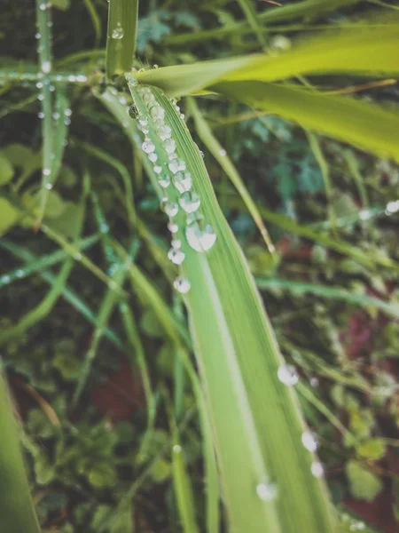 在草地上有可爱的雨滴的宏观 — 图库照片
