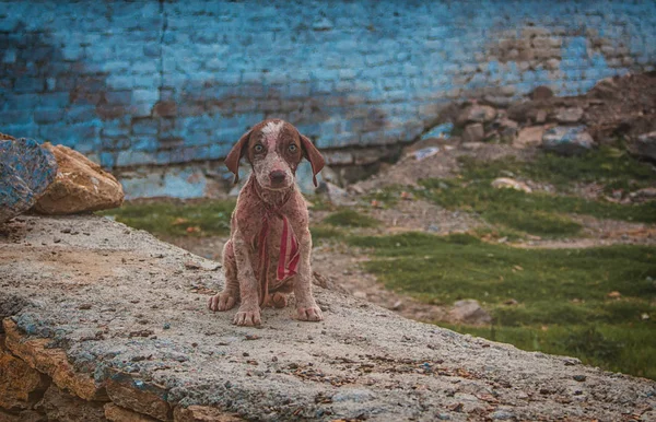 Taş kapıda oturan yalnız köpek yavrusu