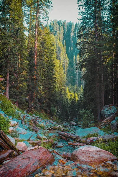 Krásná Krajina Hor Stromů — Stock fotografie