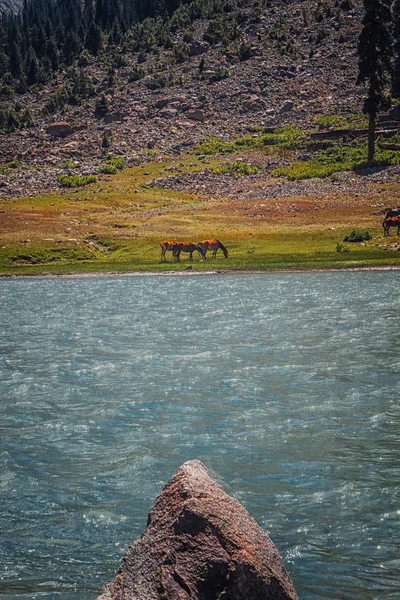 Dağlarda at otlatıyorlar.  
