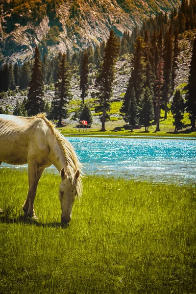 Dağlarda at otlatıyor nehir arka planında