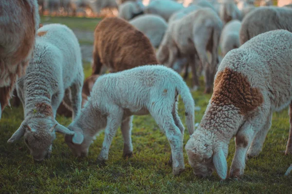 Sevimli kuzular diğer koyunlarla otluyor.