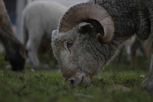 Bighorn koyunlarının otlatılmasına yakın çekim 