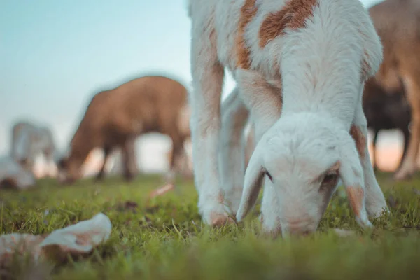 Diğer koyunlarla otlayan sevimli kuzular.