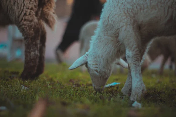 Diğer koyunlarla otlayan sevimli kuzular.