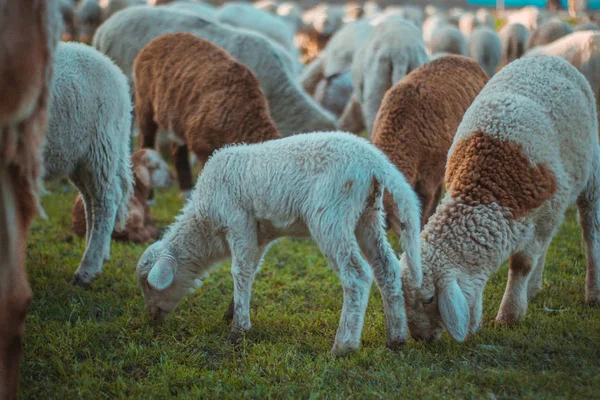 Χαριτωμένα Αρνιά Pasturing Άλλα Πρόβατα Royalty Free Φωτογραφίες Αρχείου