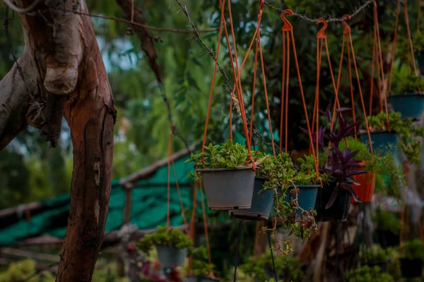 View Open Air Plant Shop — Stock Photo, Image