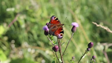 Kelebek swallowtail böcek çiçek