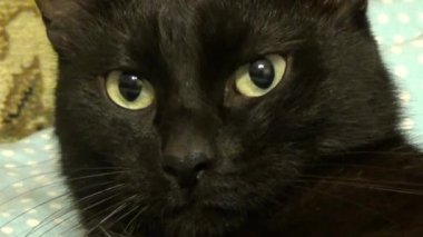kedi dili diş esnemek