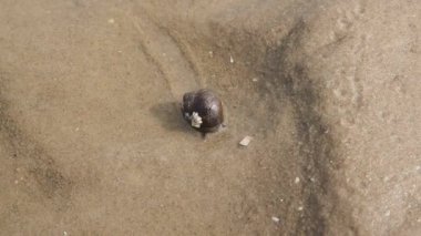 büyük deniz salyangoz