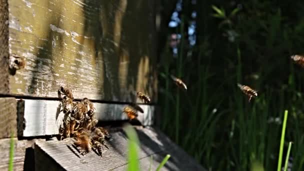 Arılar uçuş arı kovanı bahar — Stok video