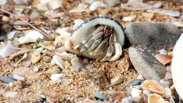 Krabí nohy zvířat shell beach — Stock video