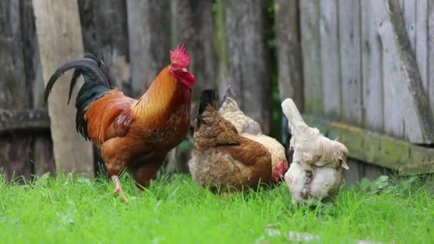 Horoz tavuk köy çiftlik çokeşlilik — Stok video