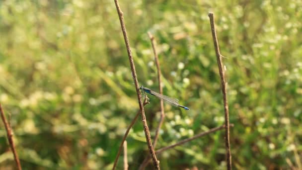 Dragonfly insecten odonata dier — Stockvideo