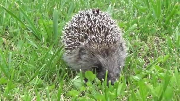 hedgehog grass go animals nature