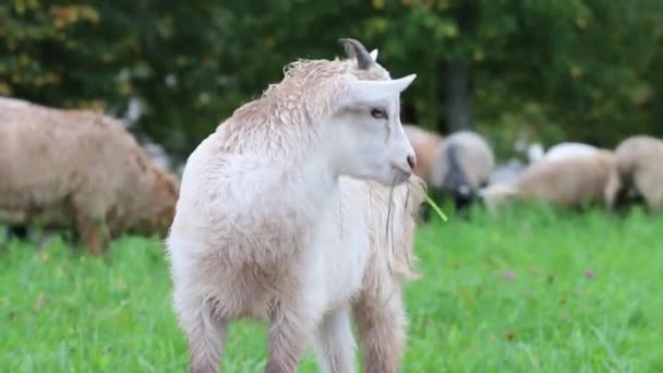 Cabrito ovejas pequeño cordero hierba — Vídeo de stock